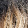 BROWN SUGAR YOSEMITE (BSN212)
